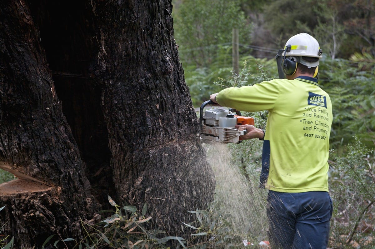 Contact - Evolution Tree Surgery